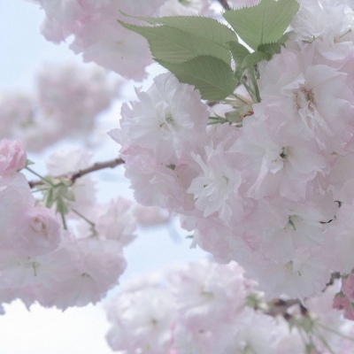 苍南FurryQQ群介绍